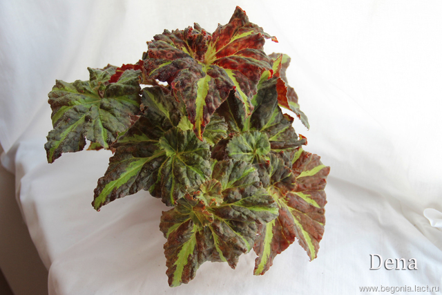 B. ‘Dena’